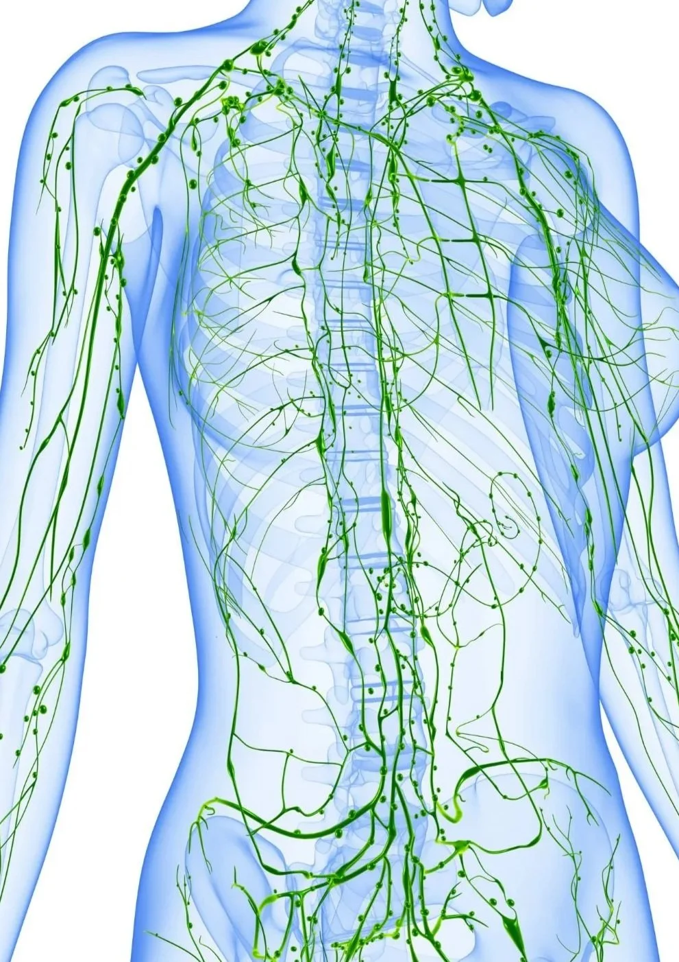 Why Anxiety Feels Physical: The Nervous System Explained