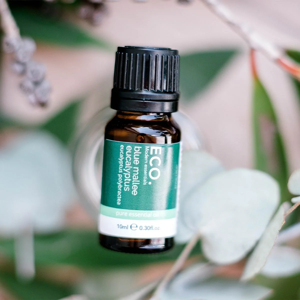 Australian Eucalyptus (Blue Mallee) Pure Essential Oil 10ml | ECO. Modern