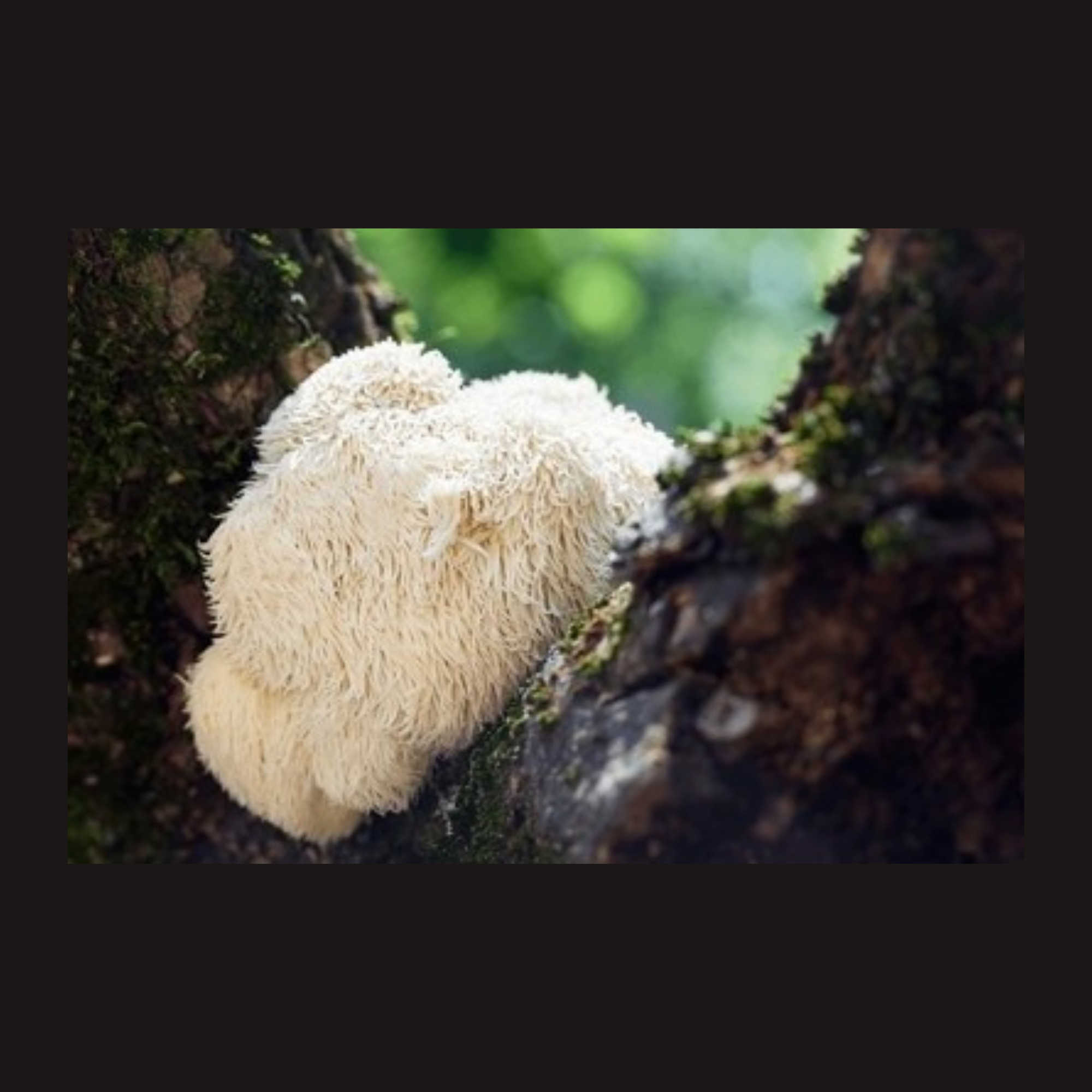 Shii_Zen_Plus_Supreme_Shrooms_Soul_Collective_lions_mane.png (Copy)