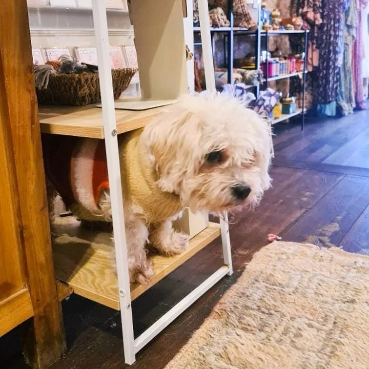 A small fluffy dog peeking out from under a wooden and metal multi-level shelf inside a store.