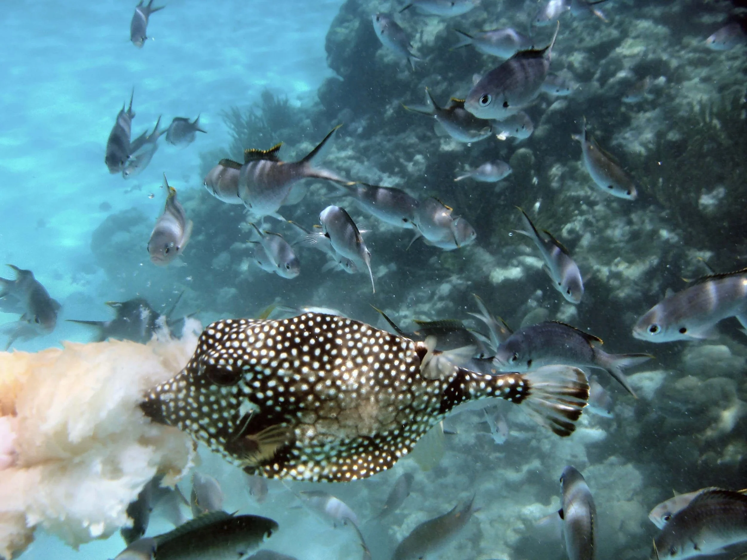 Trunkfish_In_Tobago_Cays.jpg