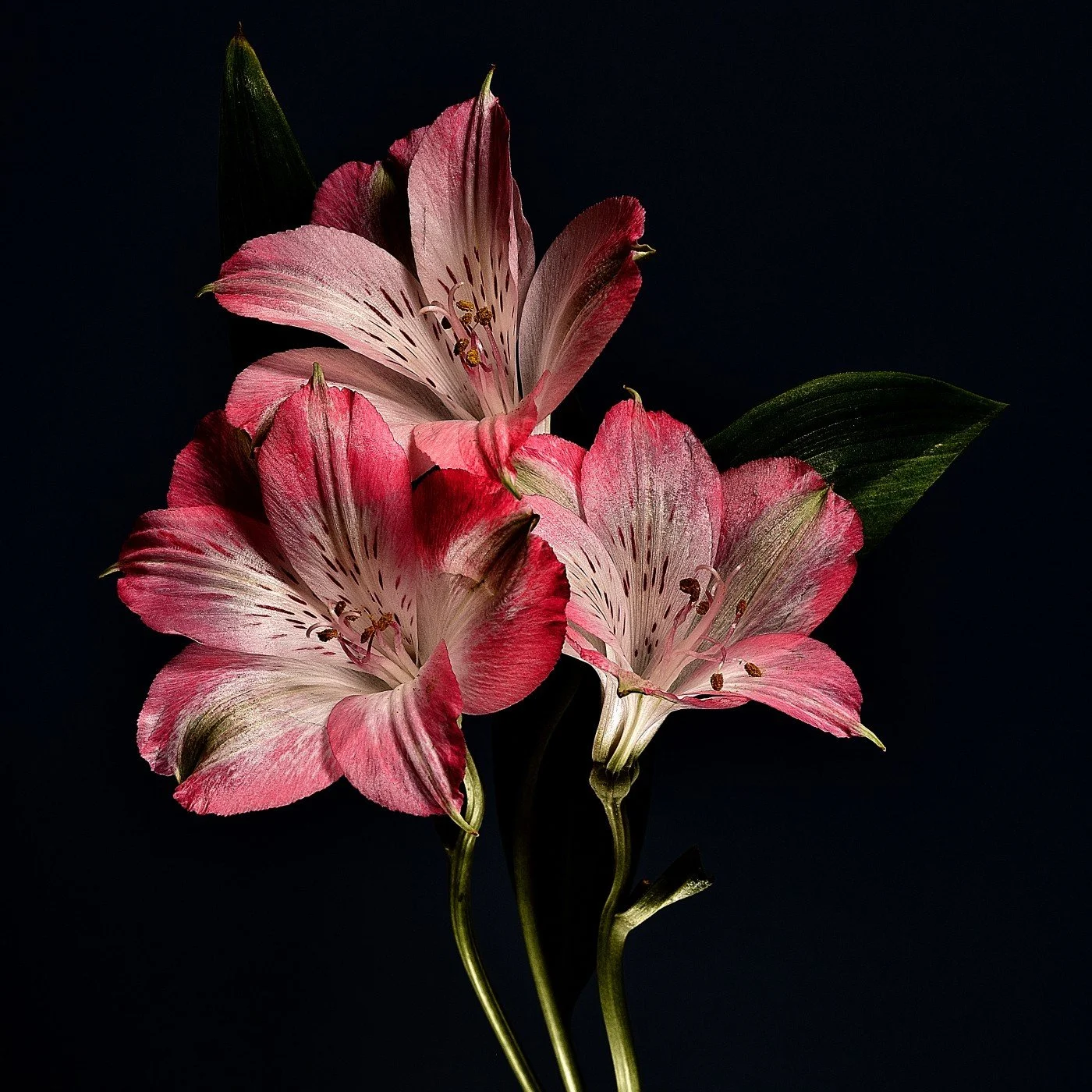 David Ward - Alstroemeria Hybrid