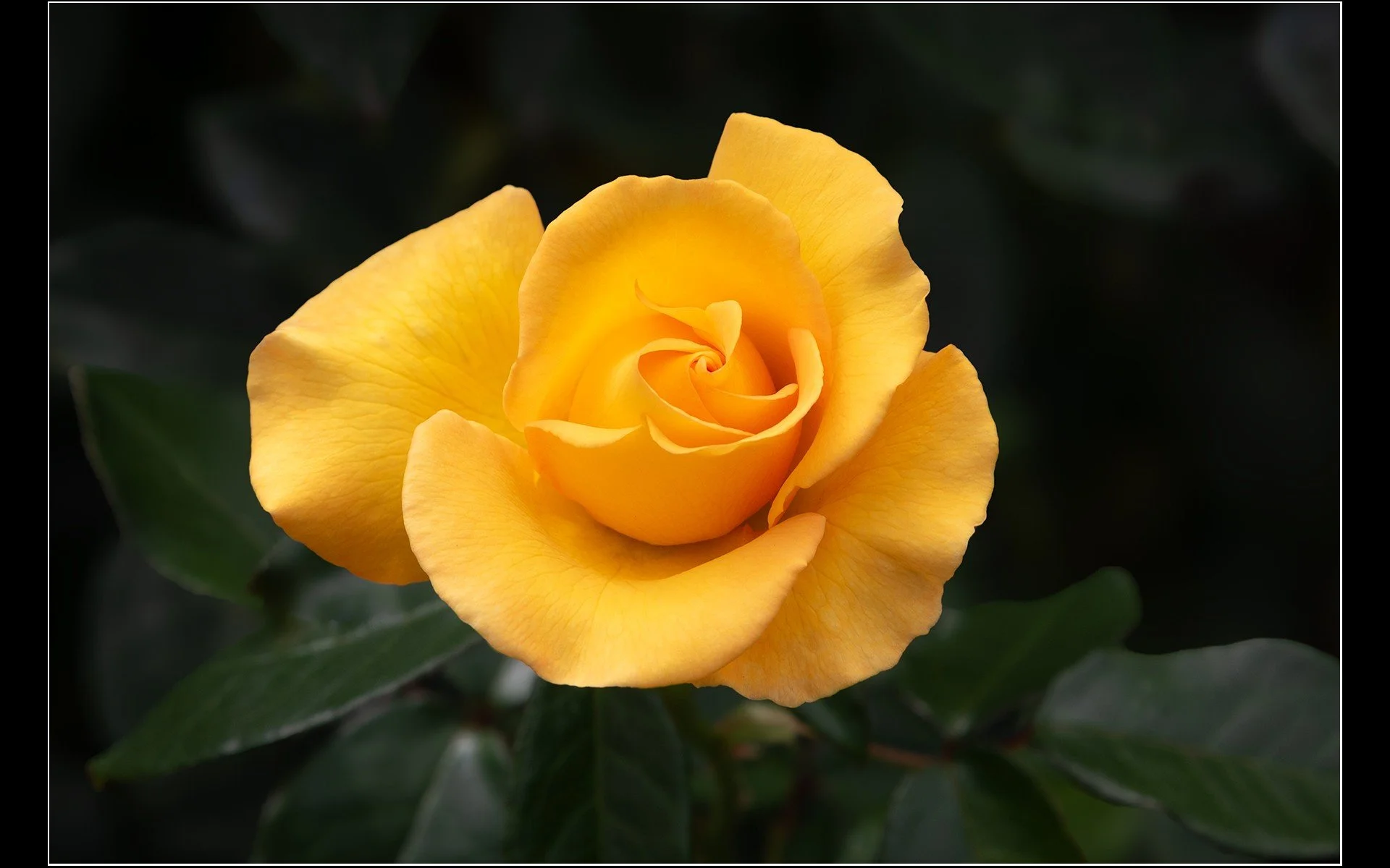 Mike Brown - Tea rose