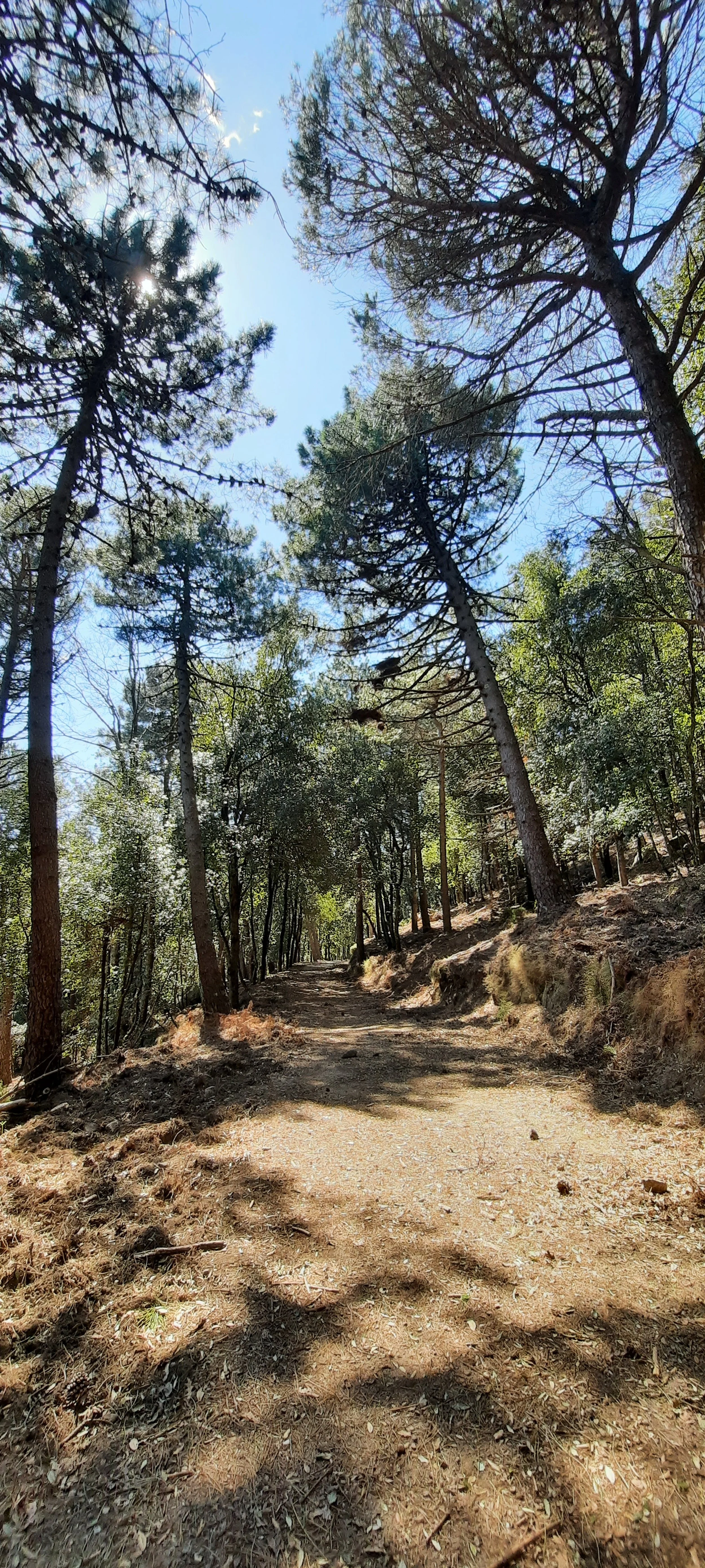 Sentiero boscoso circondato da alberi con foglie verdi e cielo azzurro
