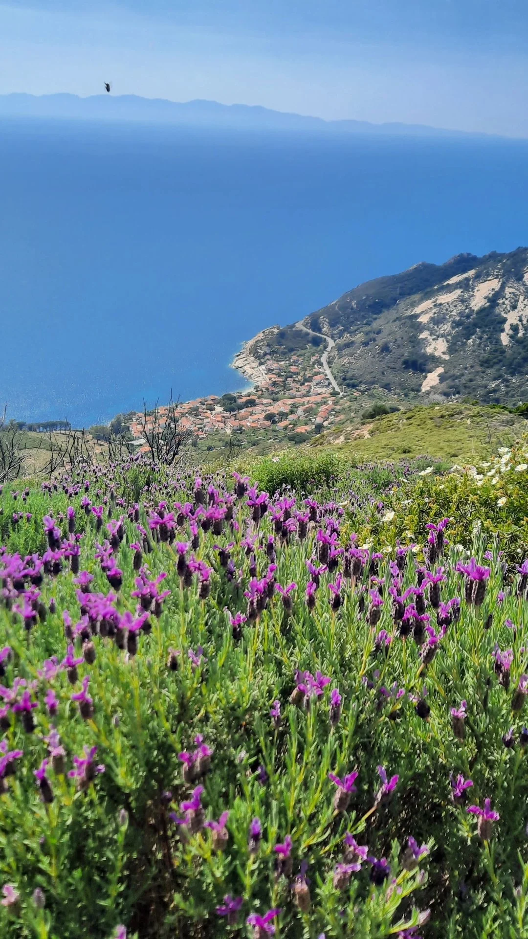 Campo di lavanda viola con mare e paese sullo sfondo, montagna e cielo azzurro.
