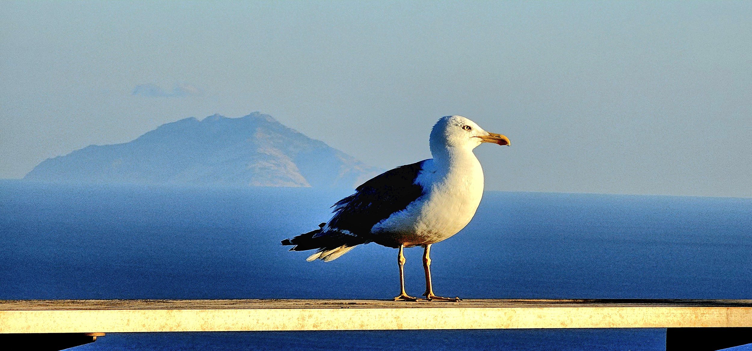 Gabbiano che si appoggia su una ringhiera con lo sfondo del mare e di un'isola