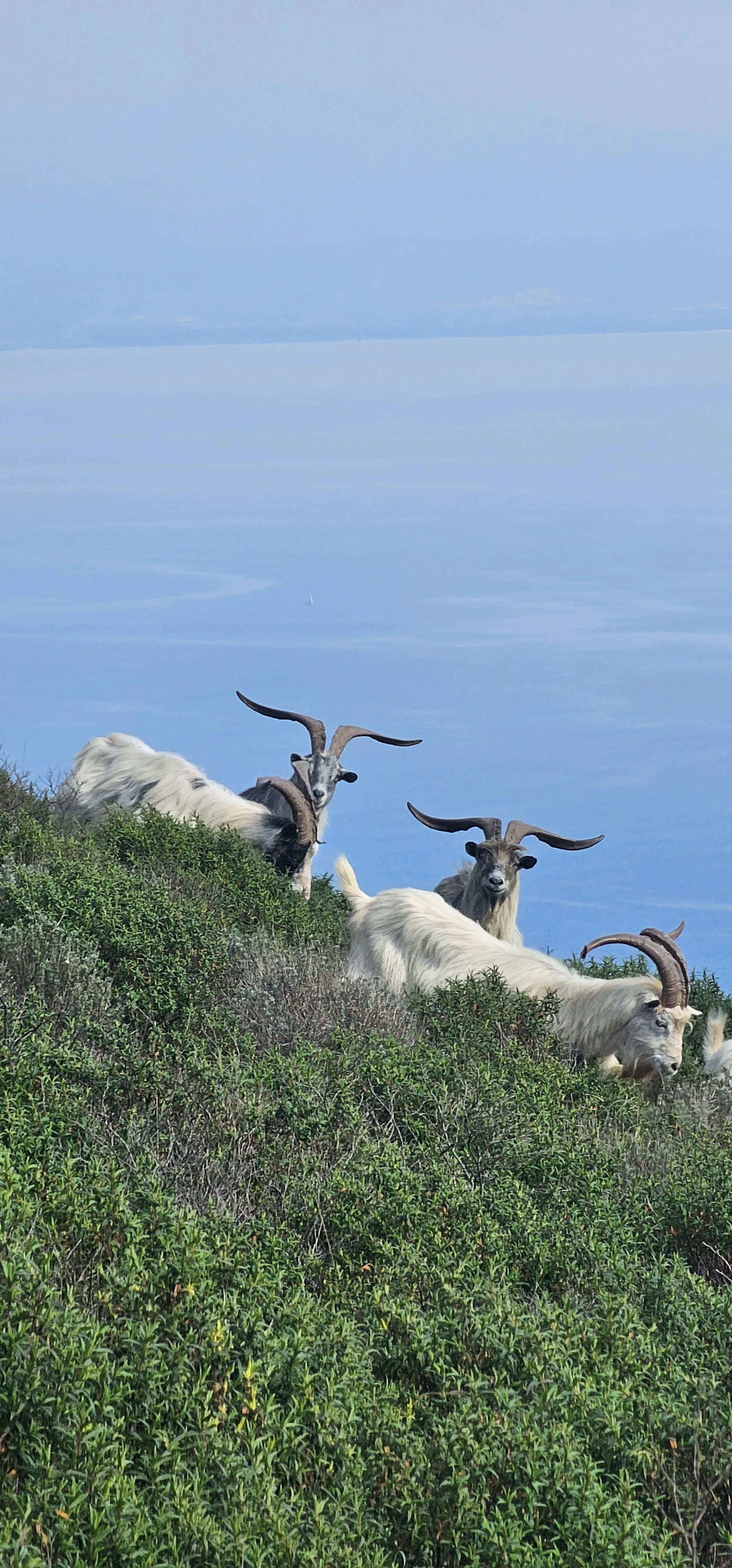 Capre con corna arcuate sono su una collina verde con lo sfondo di un lago o mare calma e un cielo azzurro.