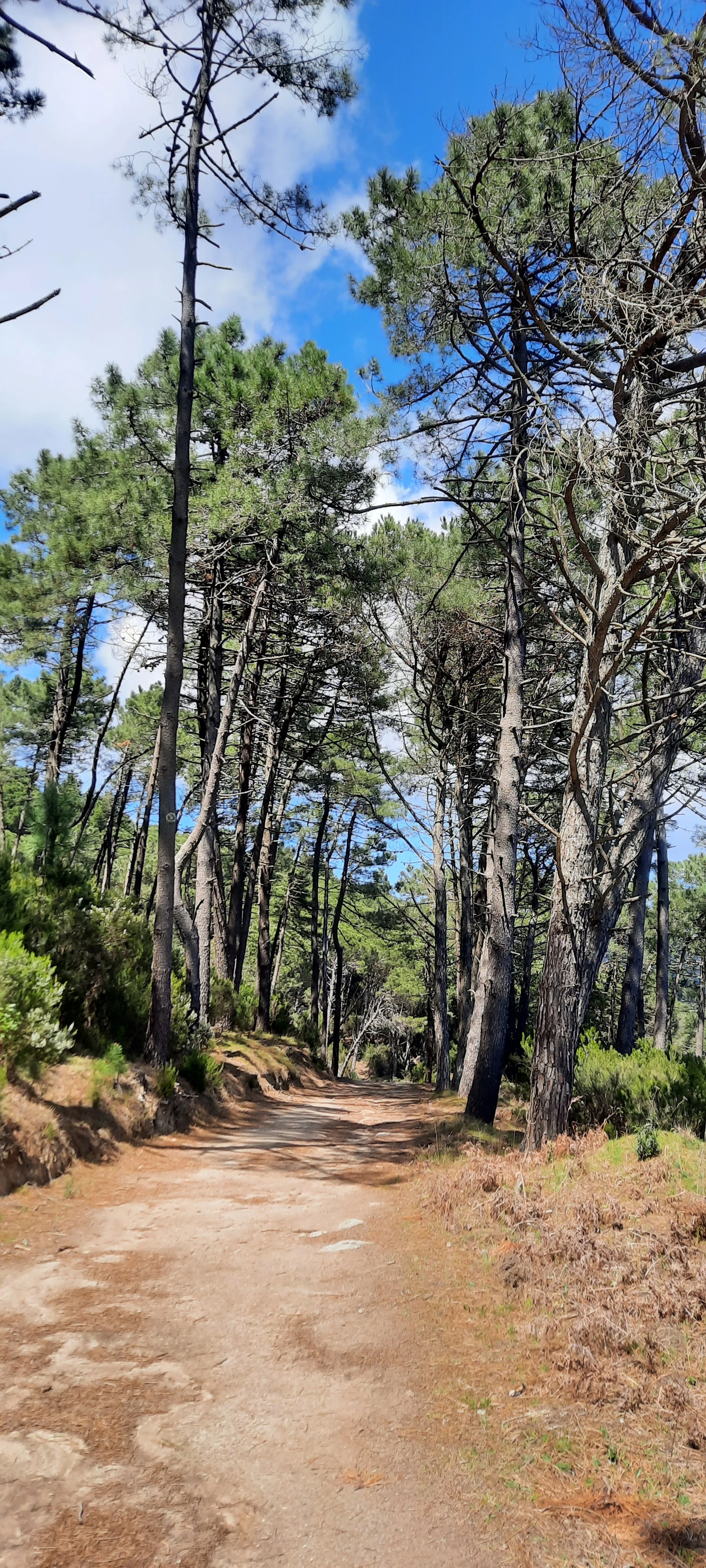 Sentiero sterrato attraversato da pini verdi e alberi su entrambi i lati, sotto un cielo parzialmente nuvoloso con alcune nuvole bianche e cielo blu