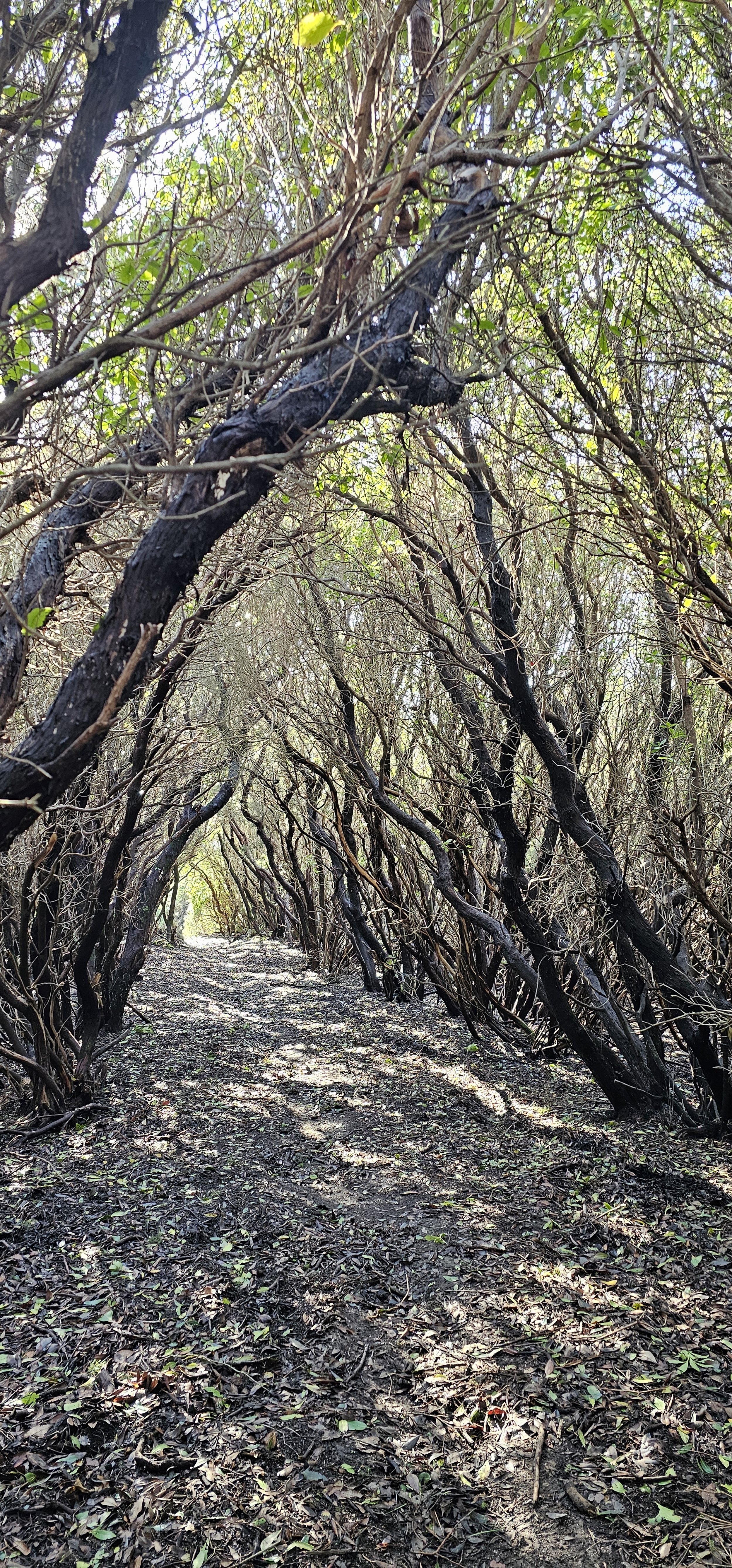 Sentiero nel bosco con rami intrecciati formando un arco