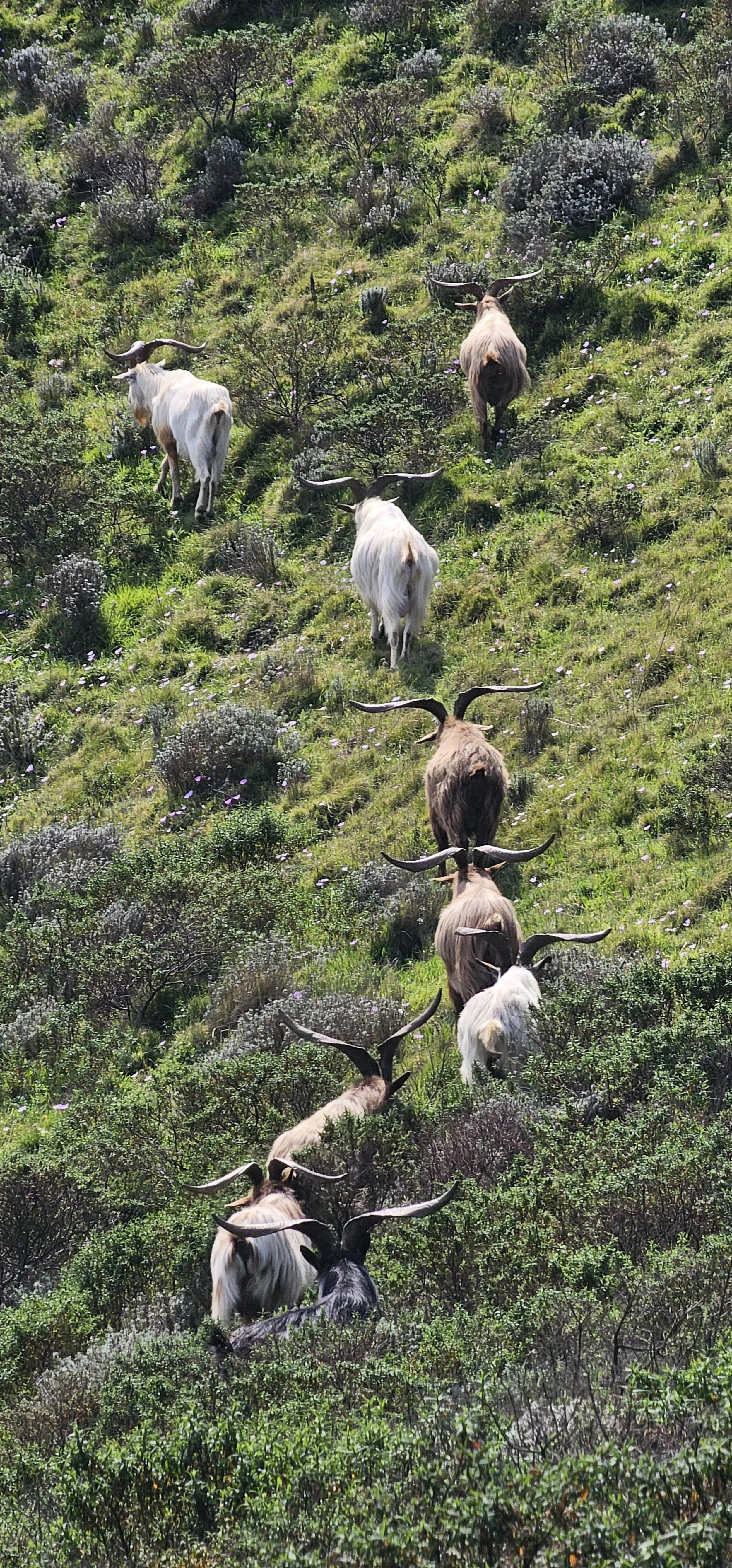Gruppo di yak con grandi corna che attraversano un paesaggio montano erboso con arbusti e fiori.