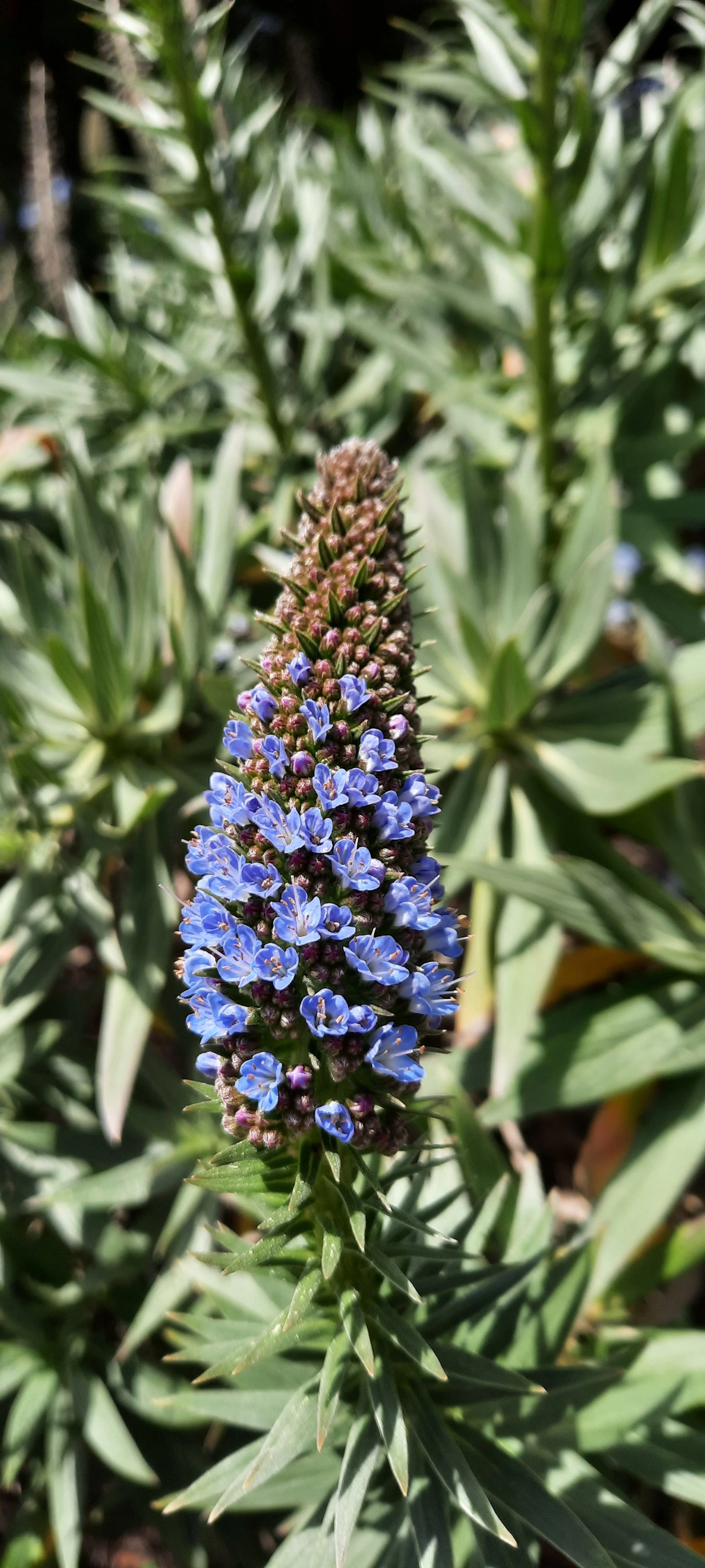 Fiore di un fiore di Veronica spicata, con petali blu e foglie lunghe e appuntite.