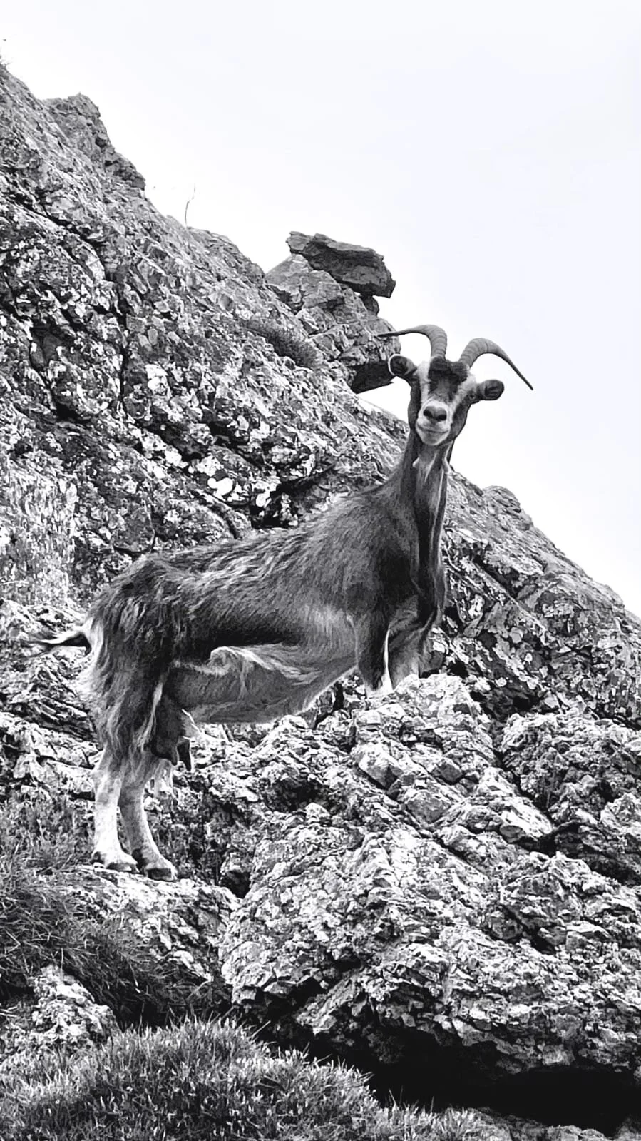 Capra montagna con corna ricurve su un ripido terreno roccioso in una scena in bianco e nero.