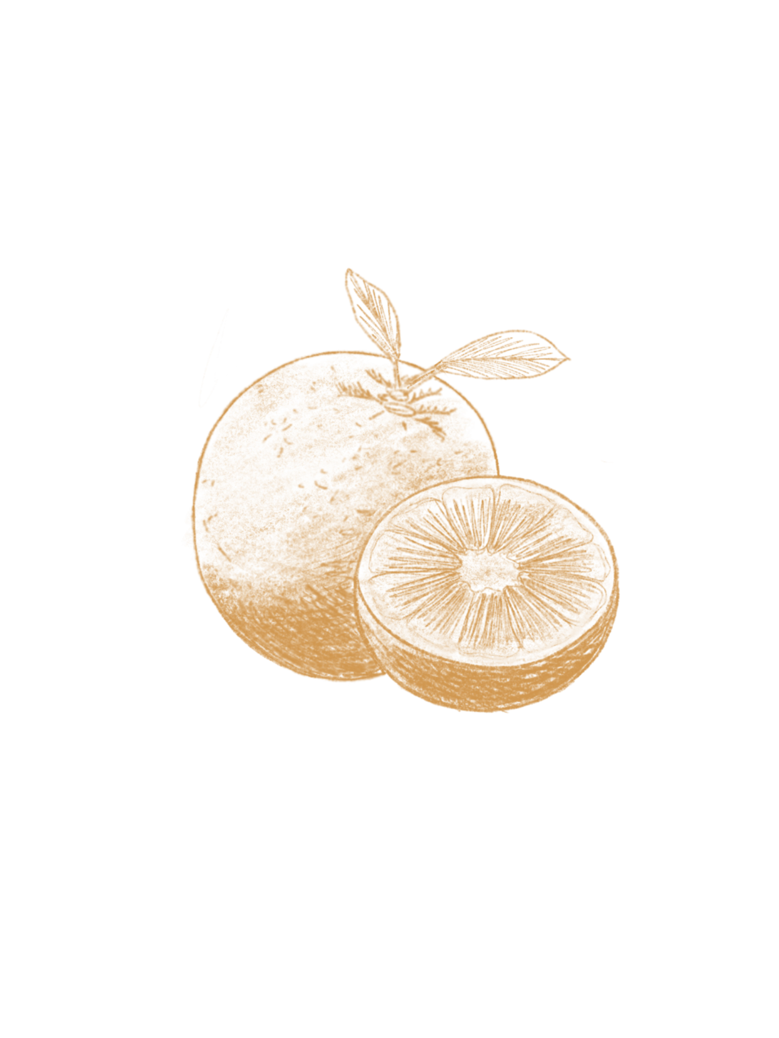 Illustration de deux oranges, une entière avec des feuilles et une coupée en tranches