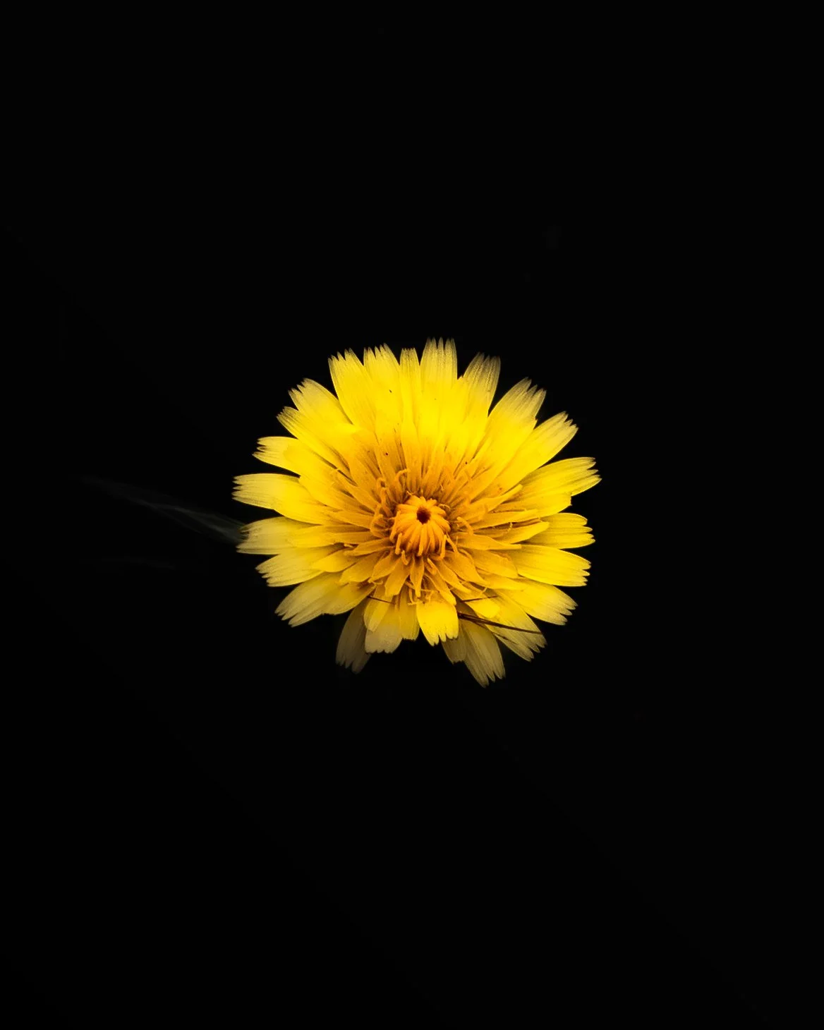 Photo Artistique d'un pissenlit