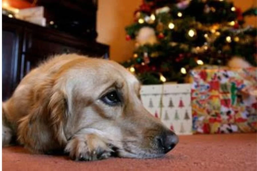 Chocolate and raisins are harmful to dogs