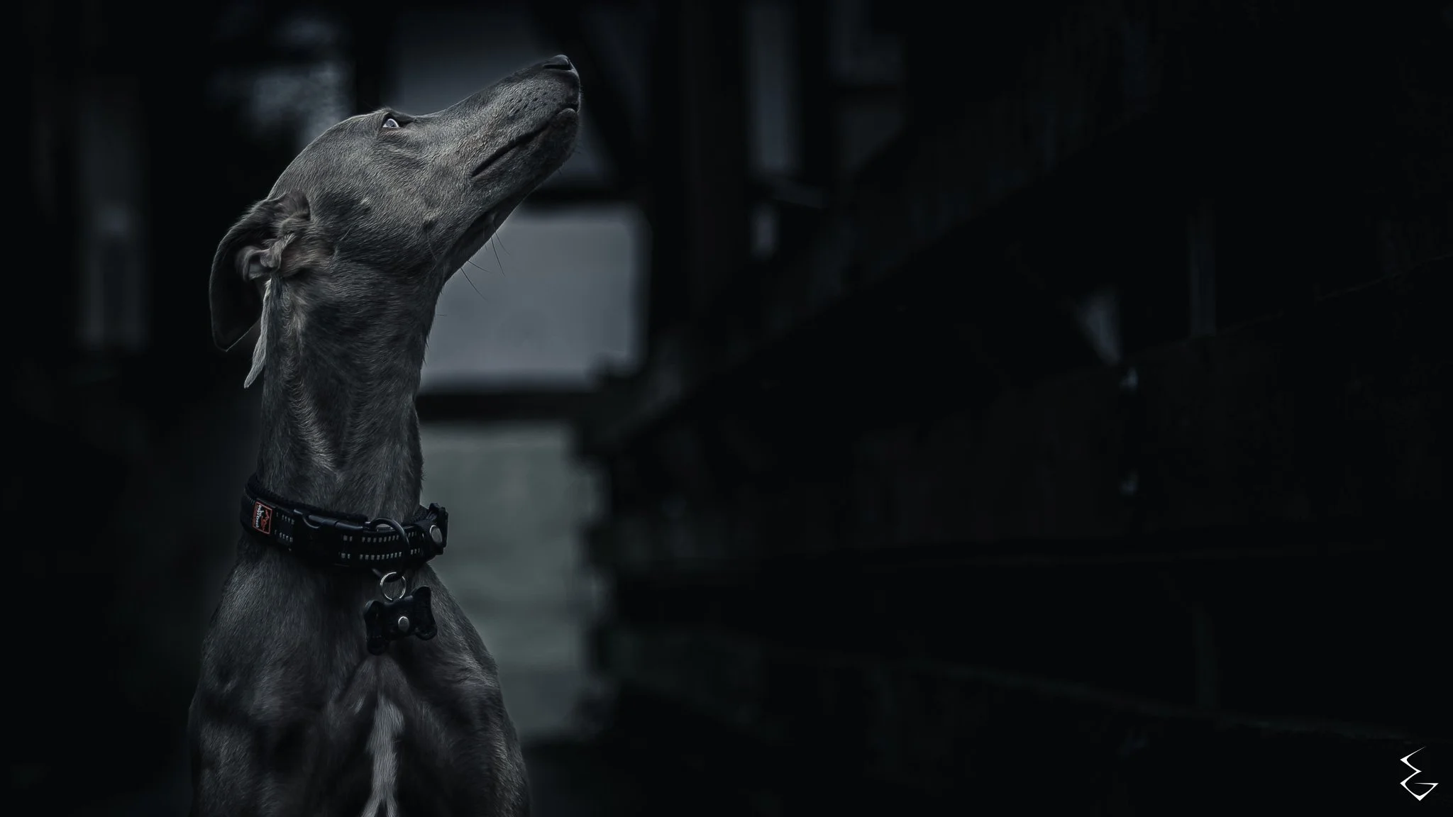  PRAY  
 /preɪ/  
“Muzzle raised. Spirit pulled skyward. No gods, only wind.”