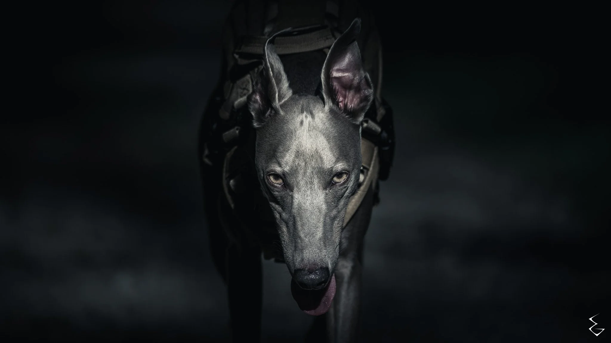A black and gray dog with a harness, walking toward the camera in a dark environment.