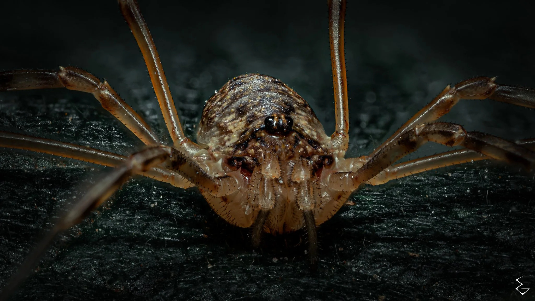 Close-up of a spider with long legs on a dark surface.