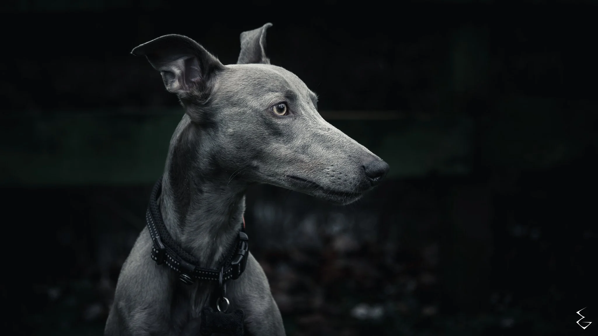  LISTEN  
 /ˈlɪs.ən/  
“Still frame. Sharp ear. Waiting for the call that never comes.”
