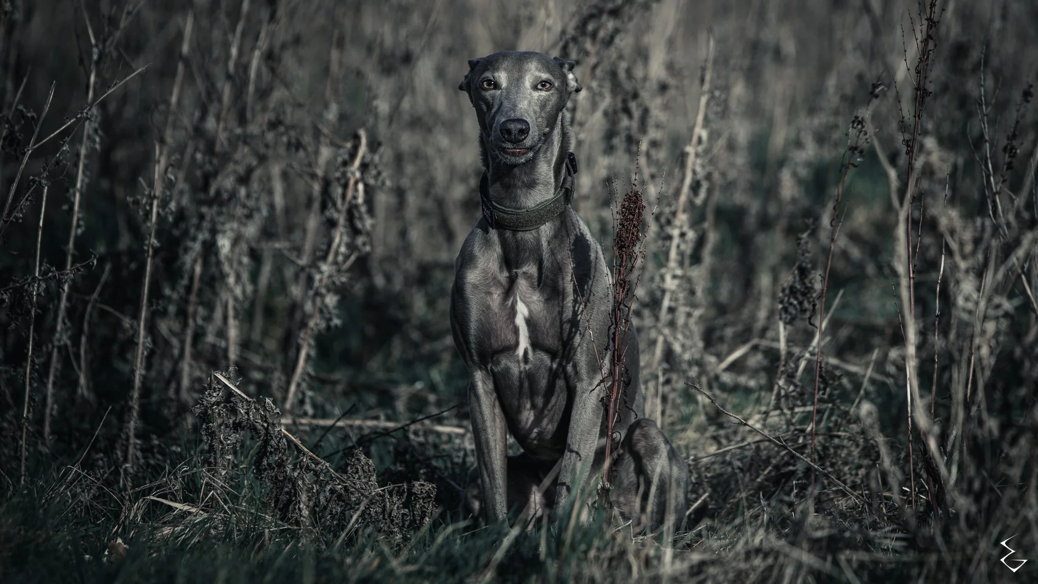  SENTINEL  
 /ˈsɛn.tɪ.nəl/  
“Amidst the withered stalks, a stillness waits.”