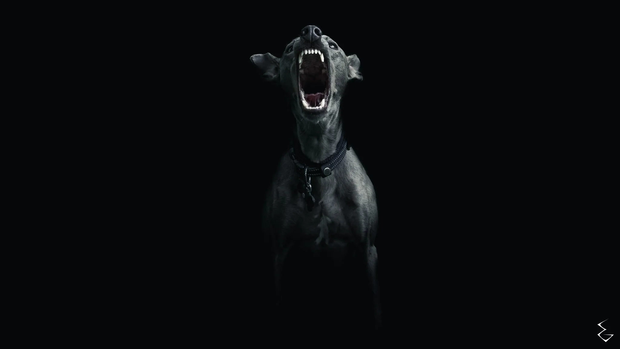  FEROX  
 /ˈfe.rɒks/  
“Not bark. Not warning. This is the shape of fury given voice.”
