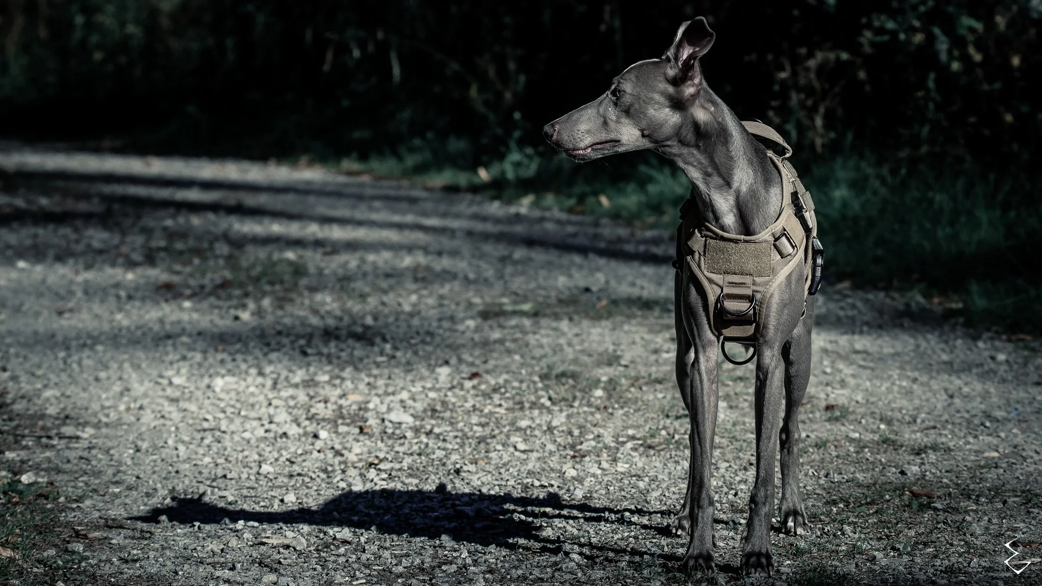  GRAVEL ECHO  
 /ˈɡræv.əl ˈɛk.əʊ/  
“Stilled before the crack of sound. He measures what doesn’t arrive.”