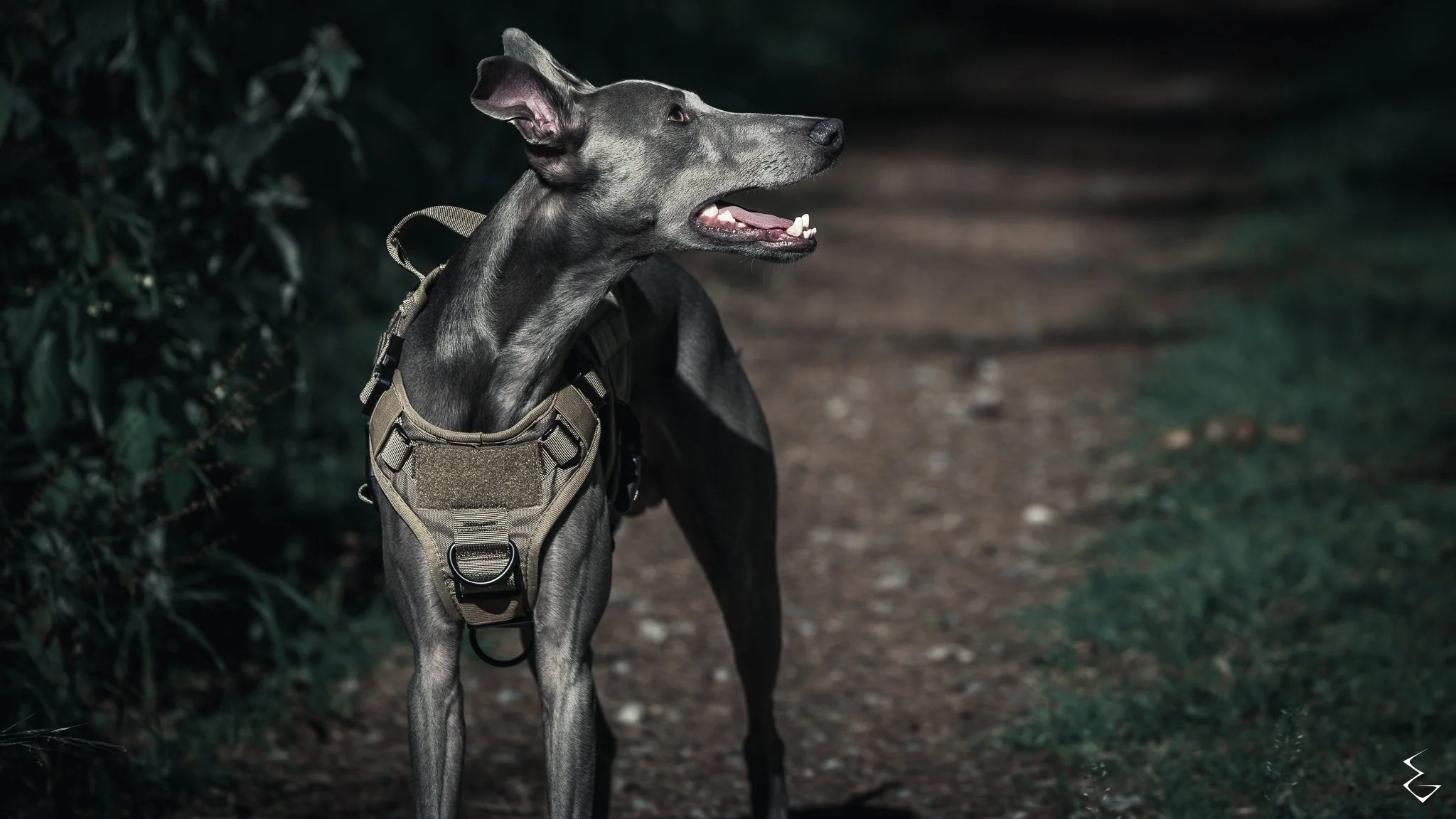  TRACKER’S TILT  
 /ˈtræk.əz tɪlt/  
“Ears carved in caution. The alertness before the shift.”