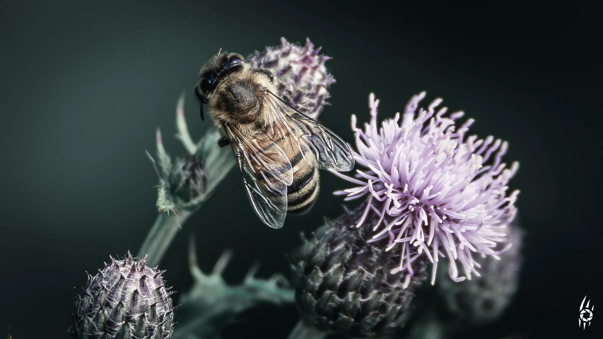 STILL HUNGER
/stɪl ˈhʌŋ.ɡə/
“It feeds in silence. No fanfare. Just the ancient pull of bloom and need.”