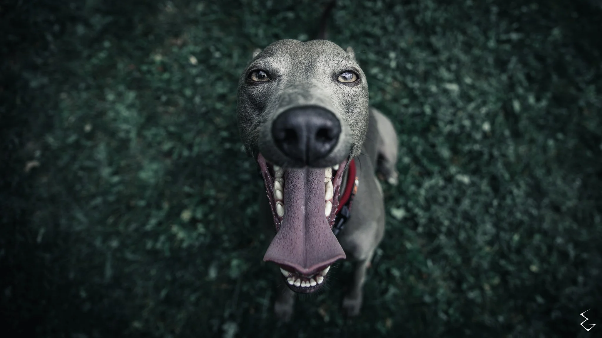  FANG & FOLLY  
 /fæŋ ənd ˈfɒl.i/  
“Teeth bare — but joy, not blood, behind them.”