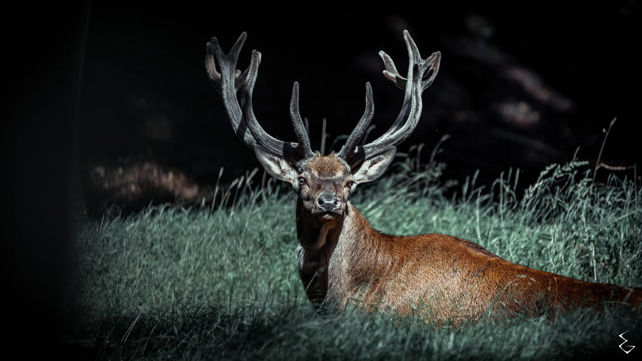 A majestic stag with large antlers standing on grassy terrain at night, illuminated by a focused light in a dark background.