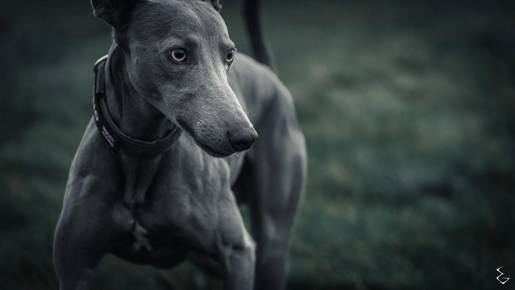  POISED MUSCLE  
 /pɔɪzd ˈmʌs.l̩/  
“Still frame of tension. The lean into instinct.”