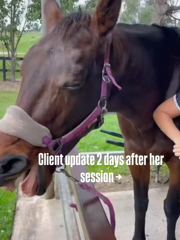 At the beginning of the session, B&rsquo;s owner shared she&rsquo;d been noticing small behavioural changes&hellip;
not coming up to her in the paddock and just not feeling quite like herself.

We went ahead with a full 2-hour Myotherapy session, all