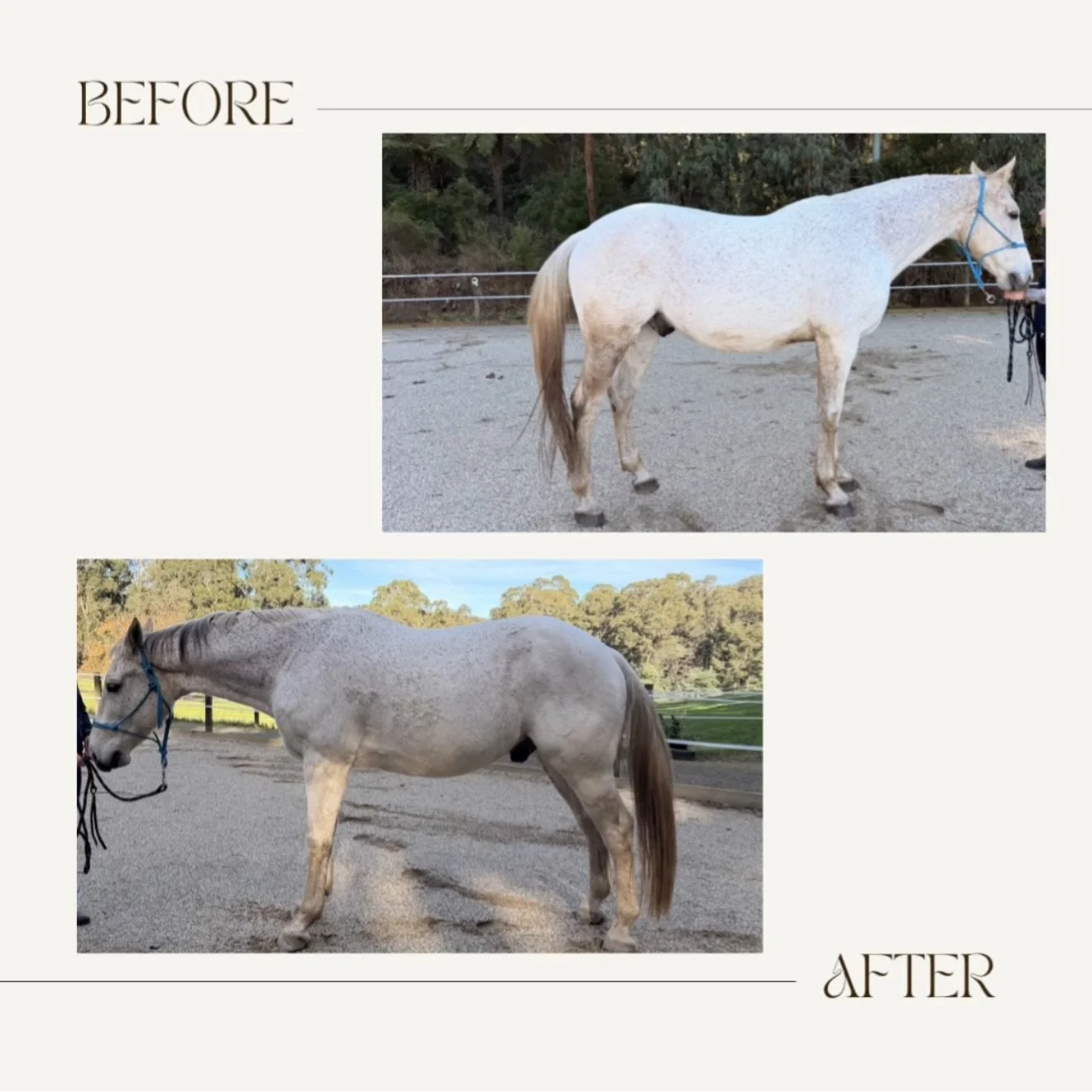 What if the way your horse stands isn&rsquo;t actually normal?

Maybe it&rsquo;s just normal for them.

Most people look at these photos and see a horse standing differently. I see a horse choosing to use its body differently.

Nobody moved the feet.