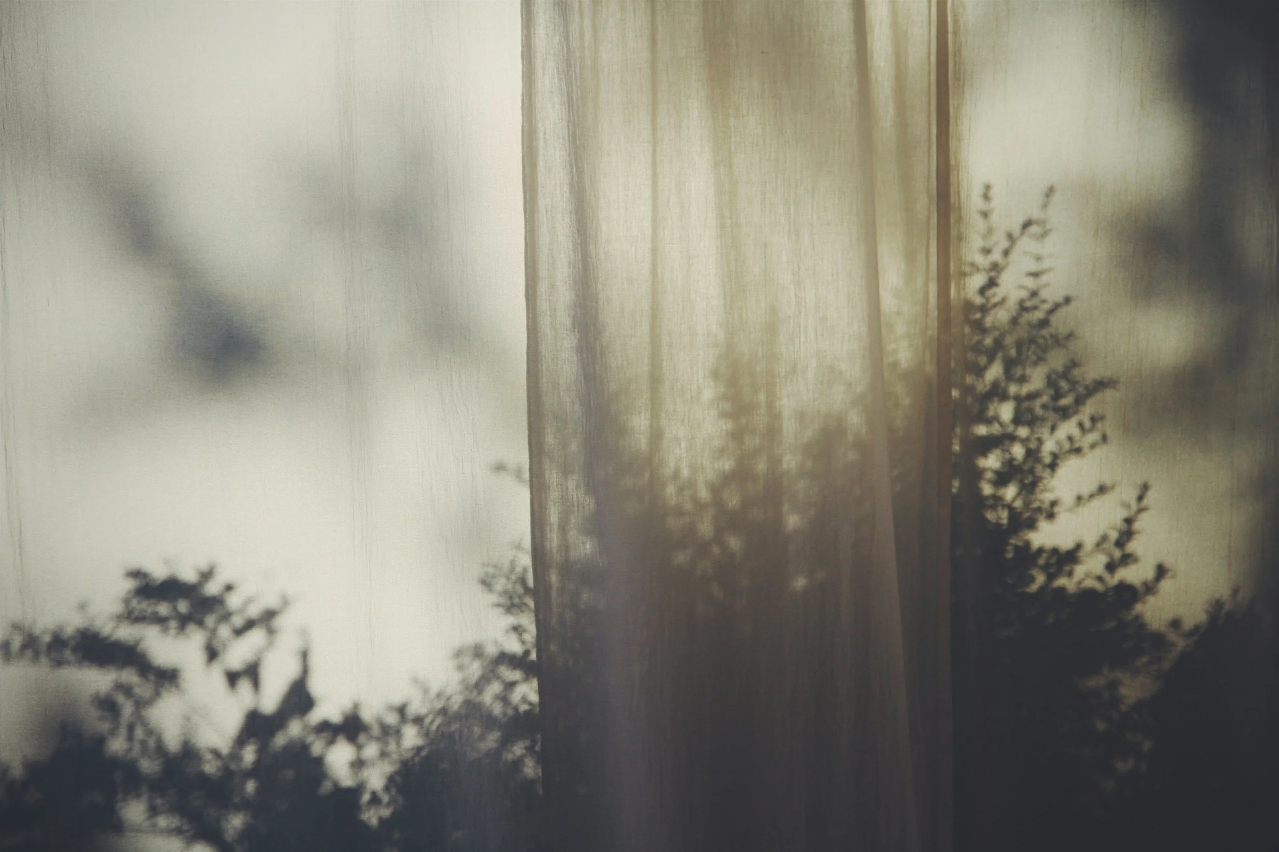 Silhouette of trees seen through a semi-transparent beige curtain, with soft natural lighting.