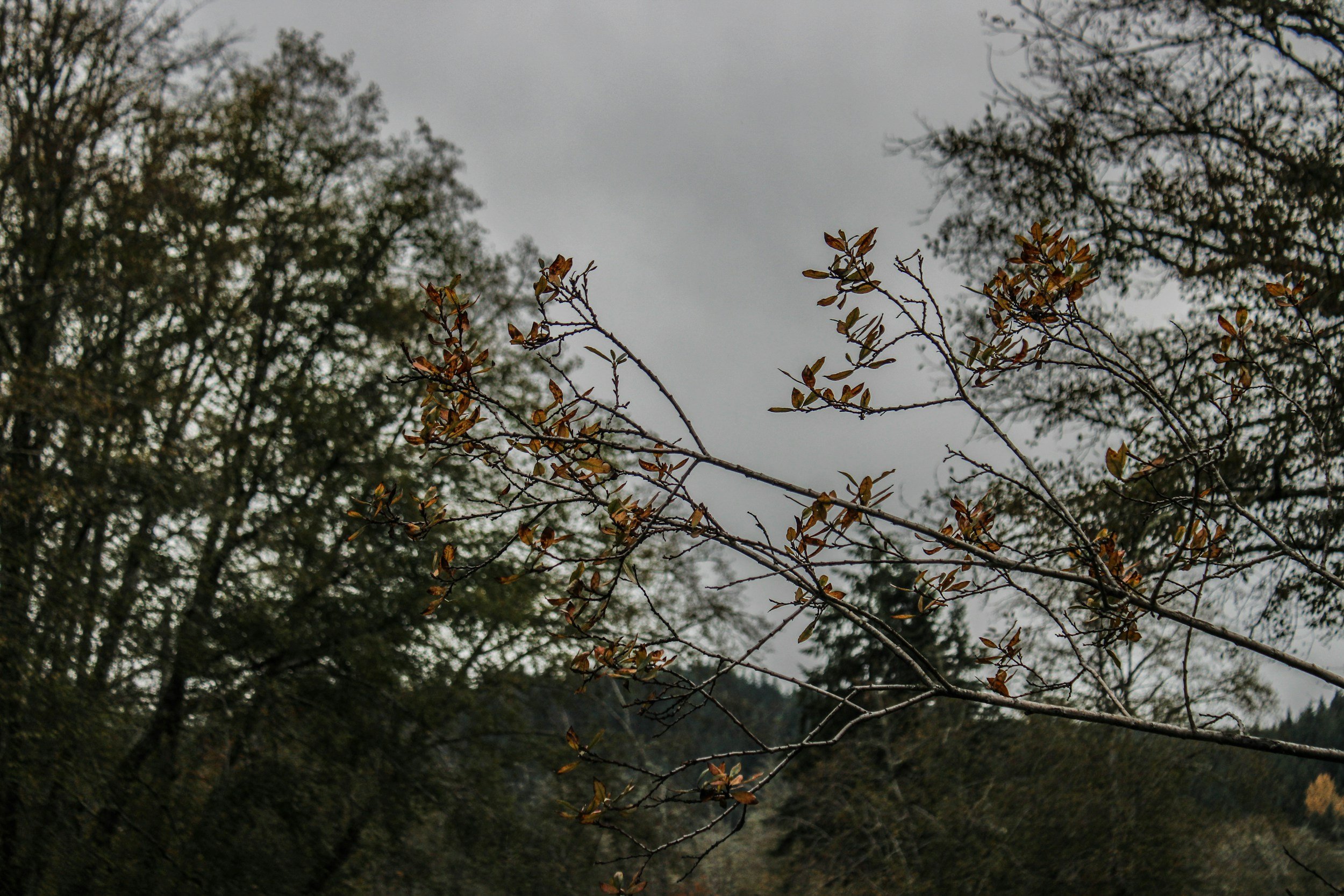 Overcast sky with tree branches and emerging leaves in early autumn.