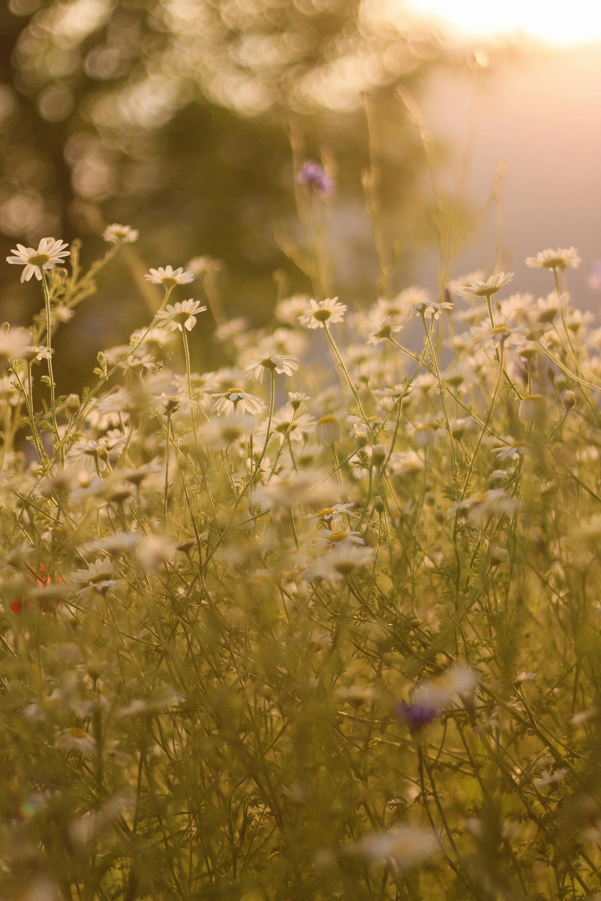A field of small white daisies with yellow centers illuminated by warm sunlight, creating a soft, golden glow.