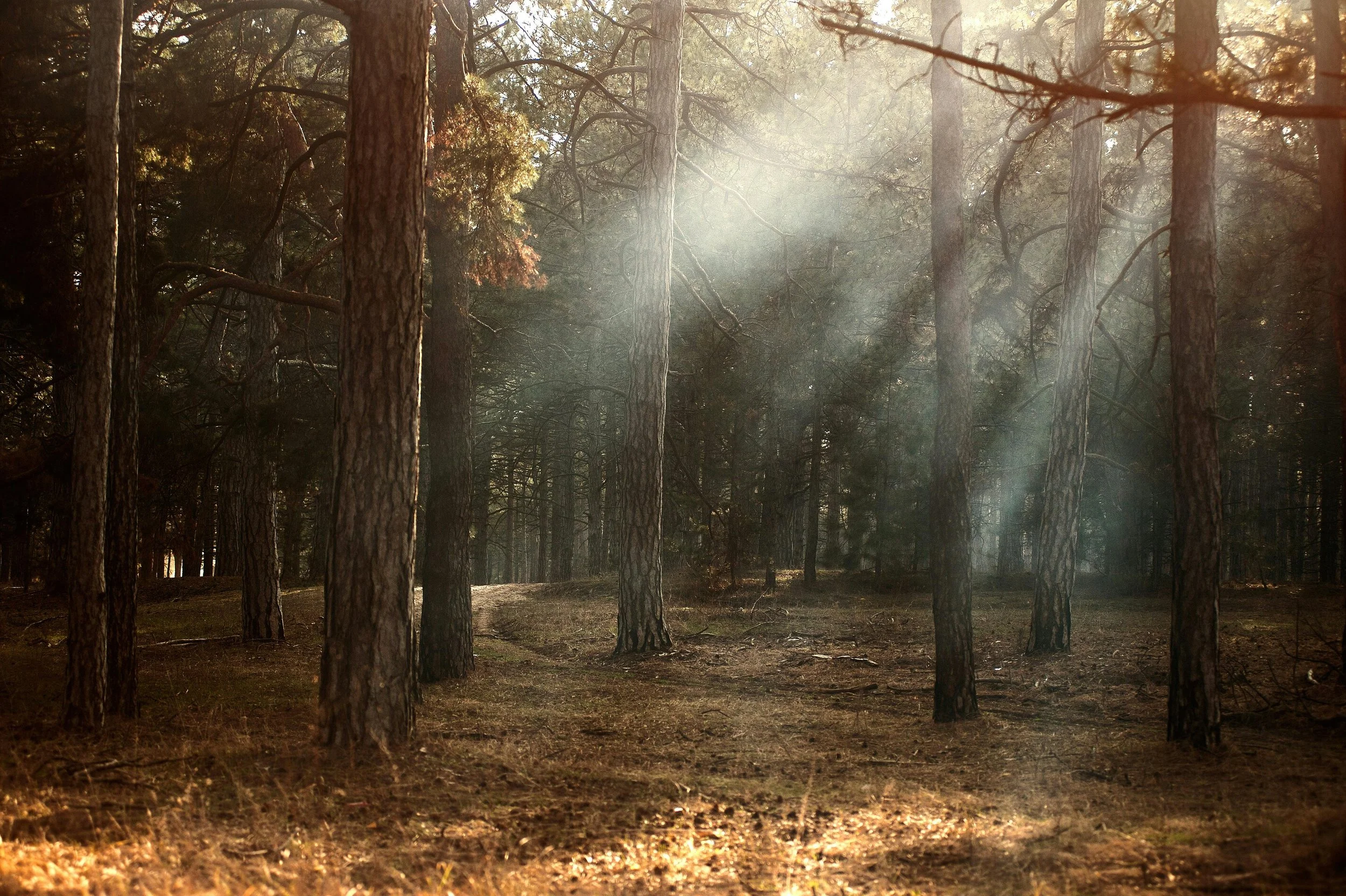 Sunlight filtering through a dense forest of tall pine trees with a dirt path on the ground.
