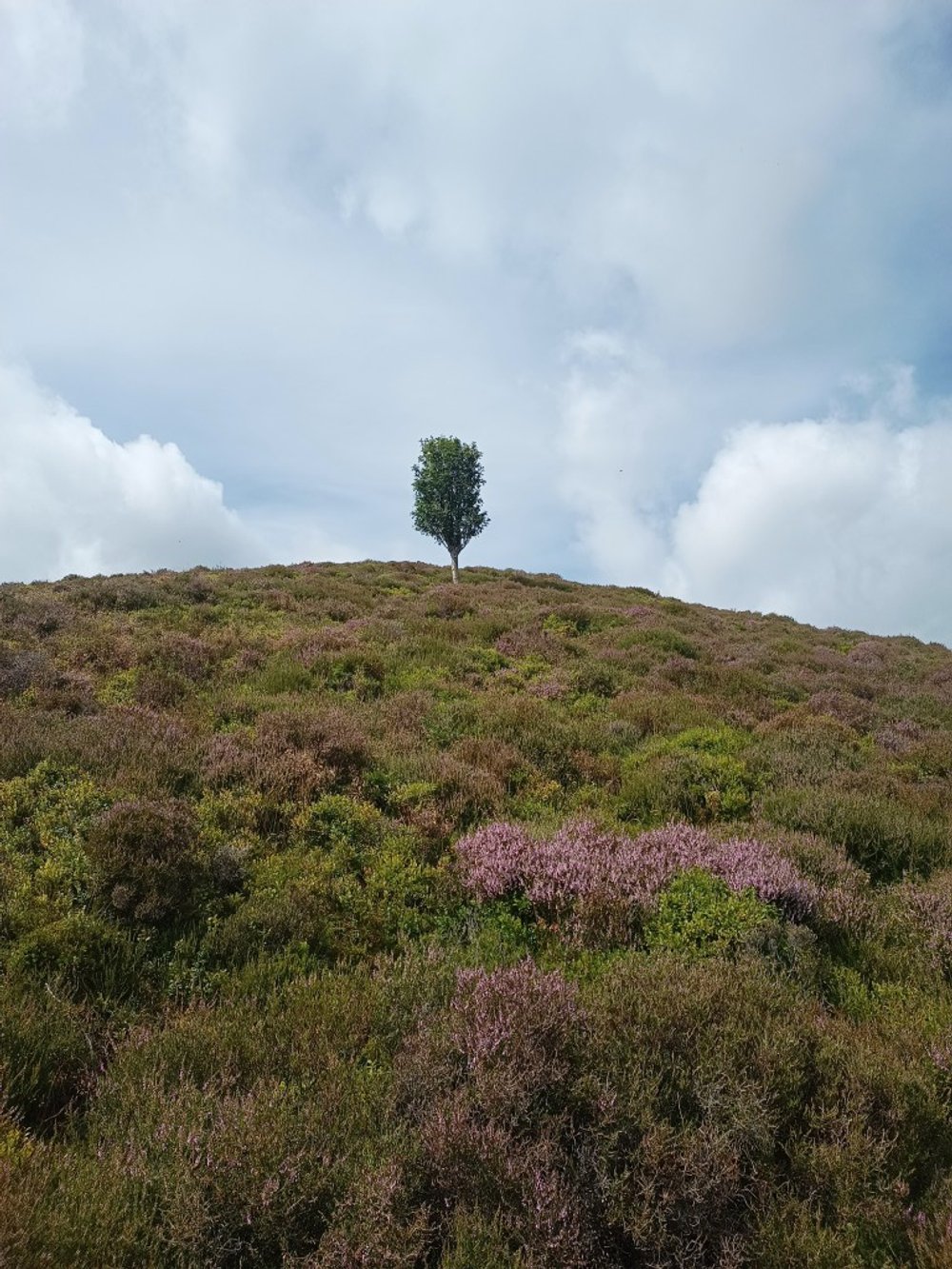 Lone Rowan tree