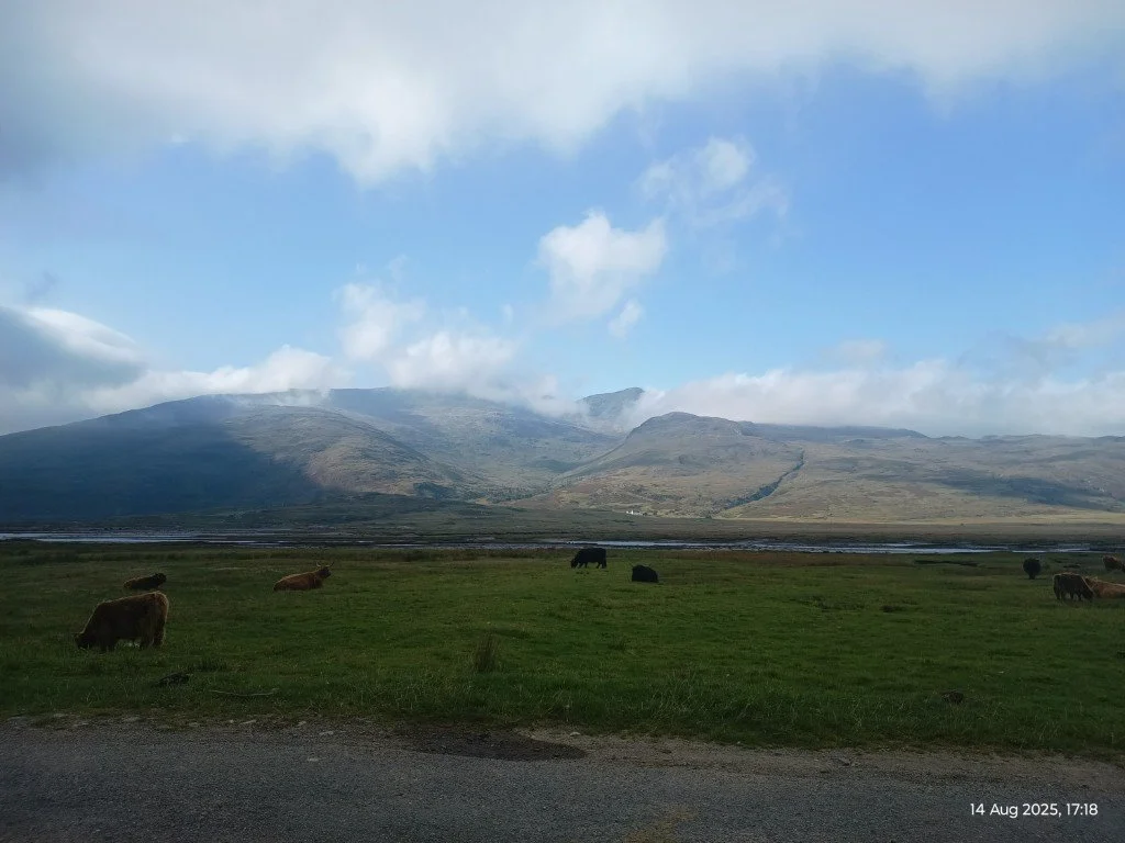 Heilan' coos!