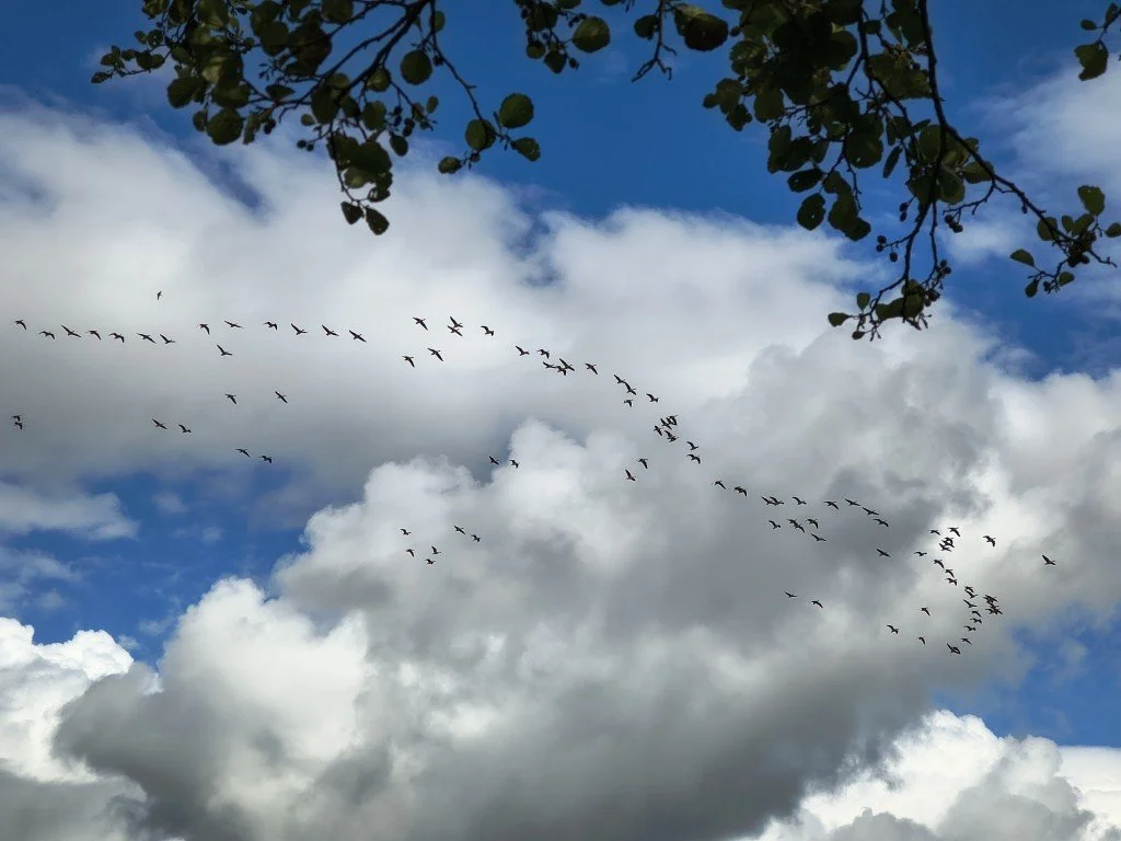 A flock of Greylag Geese flew over and landed further downstream.