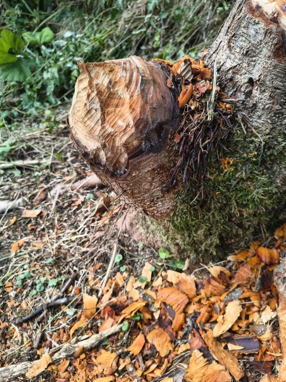 Here be beavers!...
