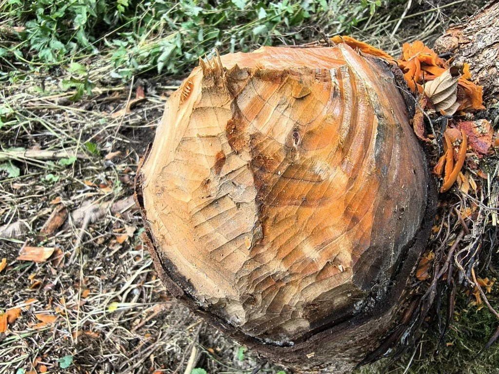 You can see the teeth marks.