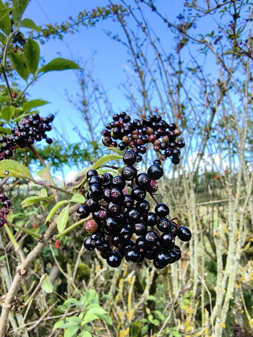 Elderberries.