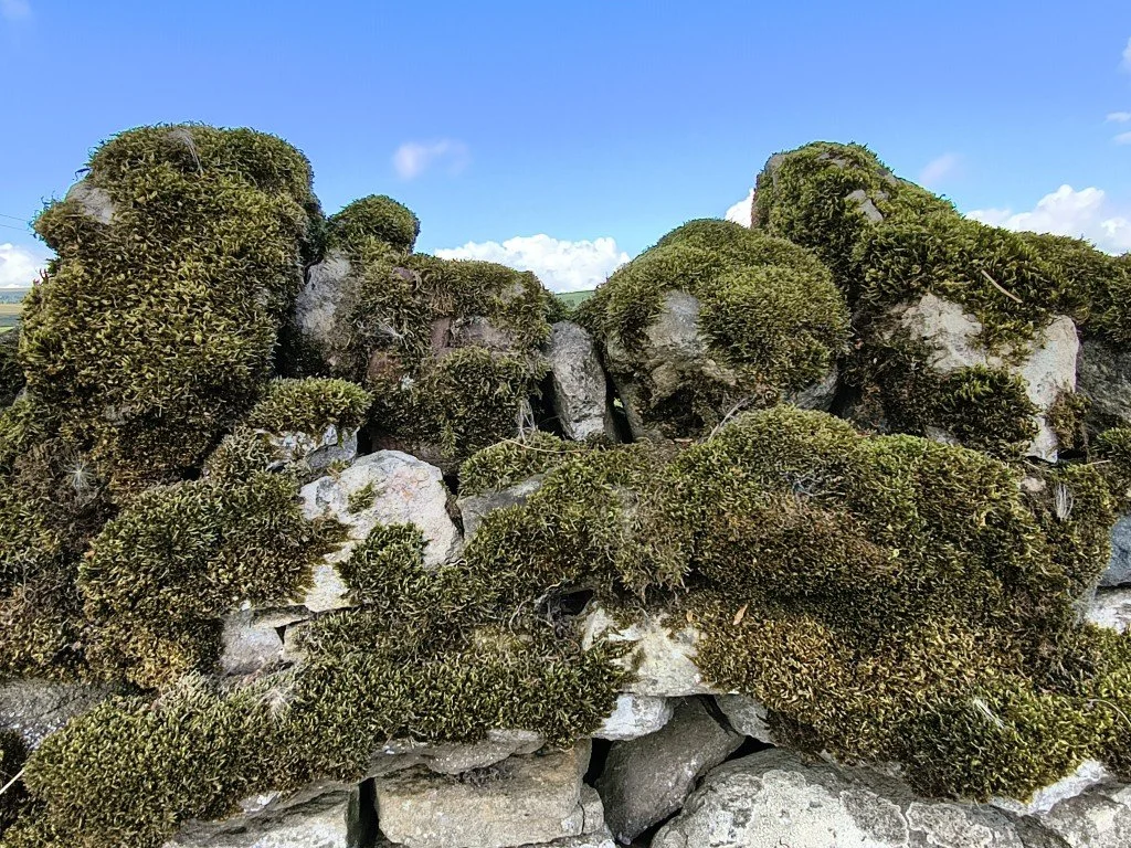 Mossy wall.