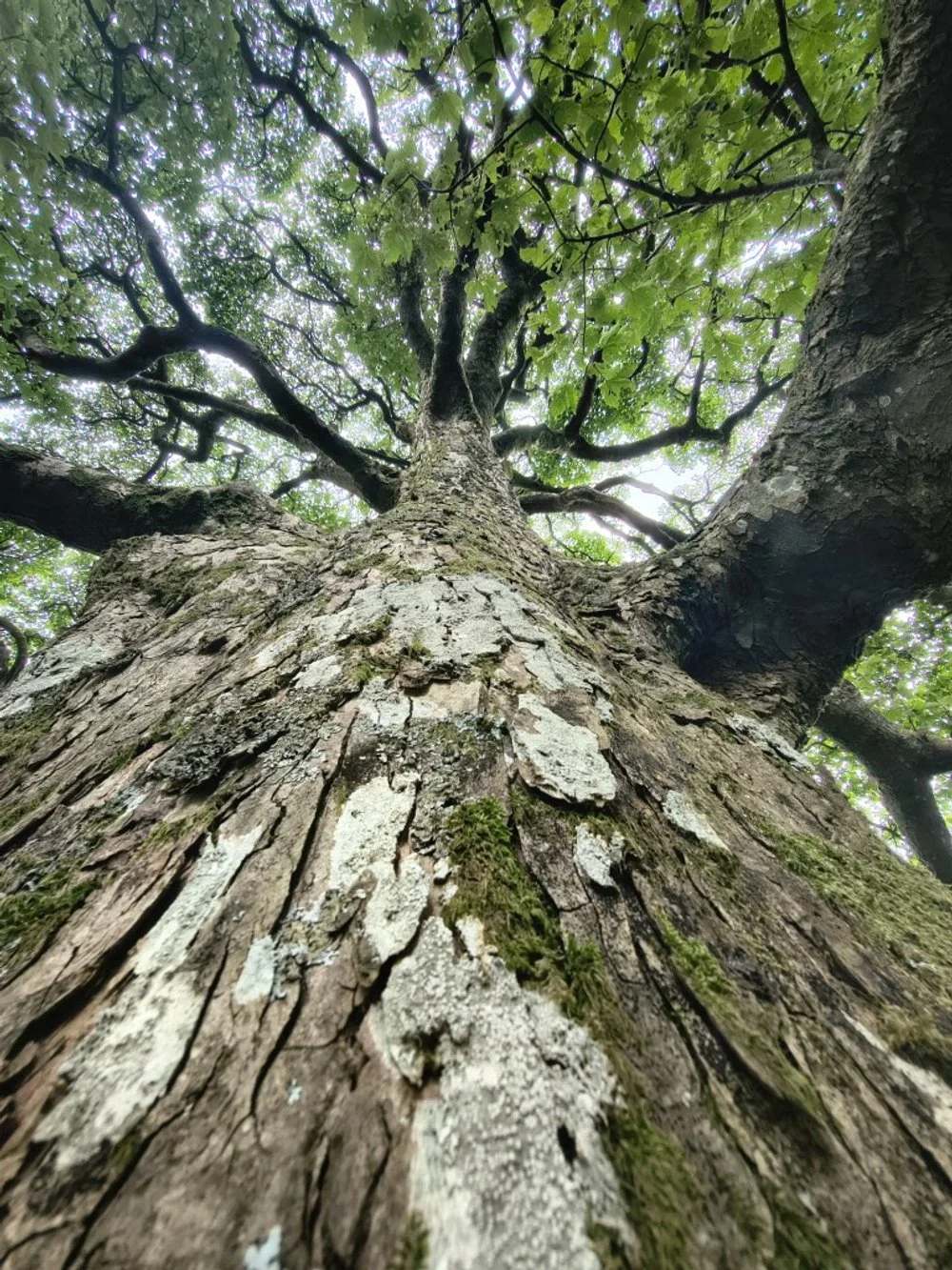 Mighty Sycamore.