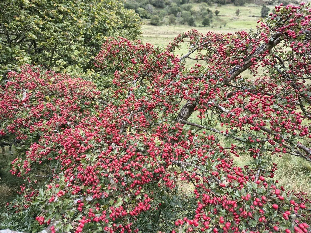 The Hawthorn trees are loaded with berries this year.