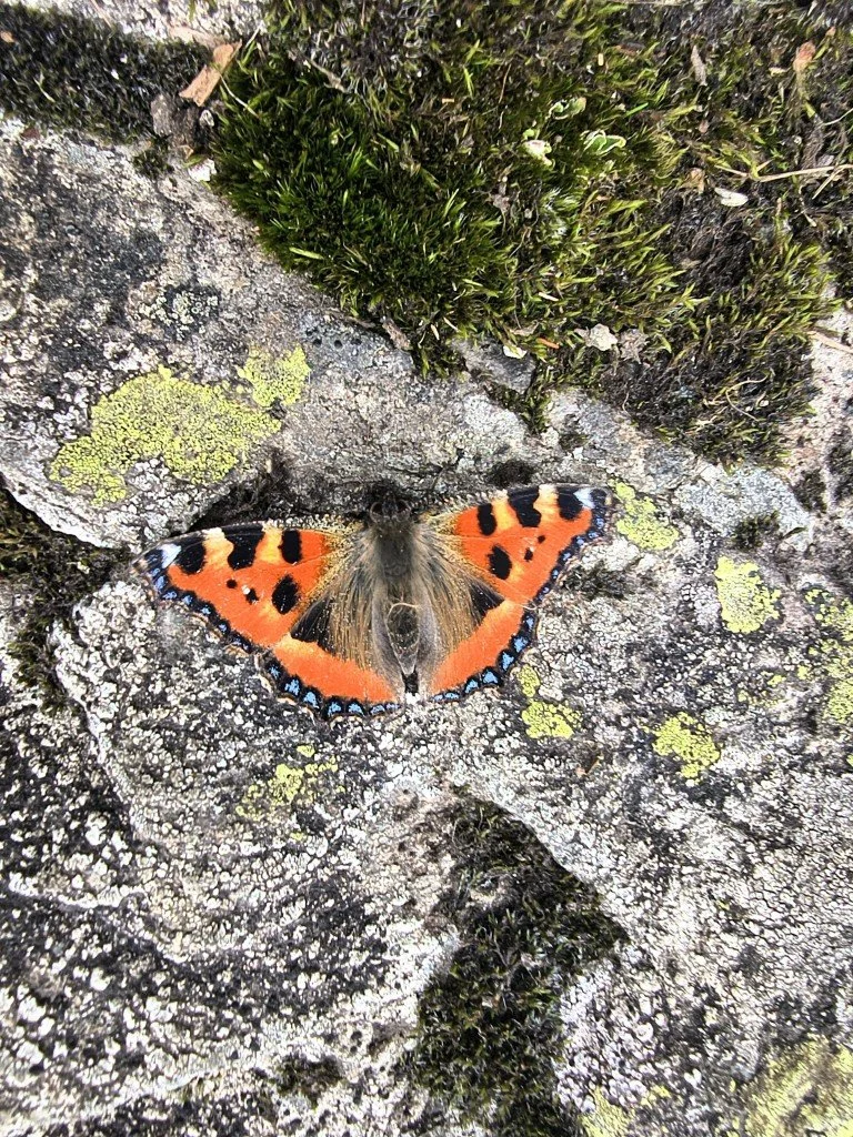 Resting Tortoiseshell Butterfly.