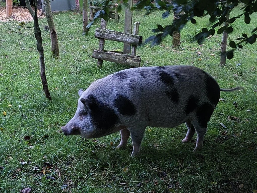 A neighbour.