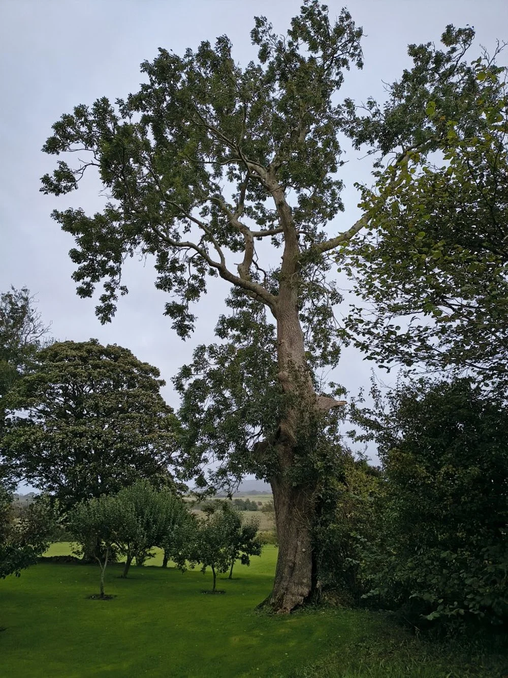 The old ash tree where...