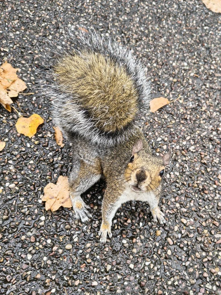 'Got any nuts?"